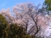th_４表桜.jpg