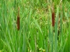 th_ガマ Cattail.jpg