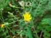 th_キク科Hieracium paniculatum.jpg