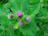 th_ゴボウ Lesser burdock.jpg