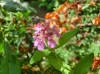 th_タヌキジソの仲間? Galeopsis bifida.jpg