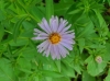 th_ネバリノギク New England aster.jpg