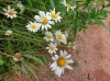 th_フランスギク Ox-eye daisy.jpg