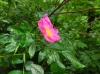 th_バージニアローズ Common wild rose.jpg