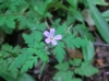 th_ヒメフウロ Herb Robert.jpg