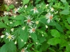 th_ホワイトウッドアスター White wood aster.jpg