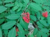 th_セイヨウアカミニワトコ Red elderberry.jpg