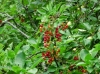 th_イヌザクラの仲間Chokecherry.jpg