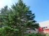 th_トウヒ Picea glauca.jpg