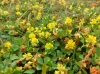 th_クスダマツメクサ Low hop clover.jpg