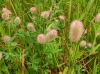 th_シャグマハギ Rabbit foot clover.jpg