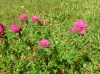 th_ムラサキツメクサ Red clover.jpg