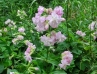 th_サボンソウ八重 Double pink soapwort.jpg