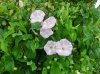 th_ヒロハヒルガオ Hedge bindweed.jpg