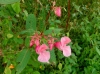 th_オニツリフネソウ Himalayan balsam.jpg