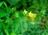th_キンミズヒキの仲間 Common agrimony.jpg