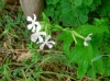 th_サボンソウ一重 Common soapwort.jpg
