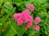th_ムラサキベンケイソウ Hylotelephium spectabile 'Carl'.jpg