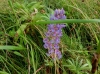 th_ルピナス Lupine.jpg