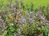 th_ルピナス Lupine 実.jpg