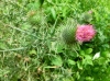 th_アメリカオニアザミ Bull thistle.jpg