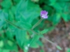 th_エゾアカバナの仲間? Willowherb.jpg
