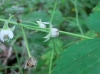 th_キイチゴの仲間Rubus idaeus.jpg