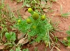 th_コシカギク Pineapple weed.jpg