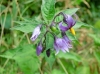 th_ズルカマラ Bittersweet nightshade.jpg