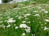 th_セイヨウノコギリソウ Yarrow.jpg