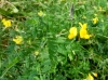 th_セイヨウミヤコグサ Bird's foot trefoil.jpg